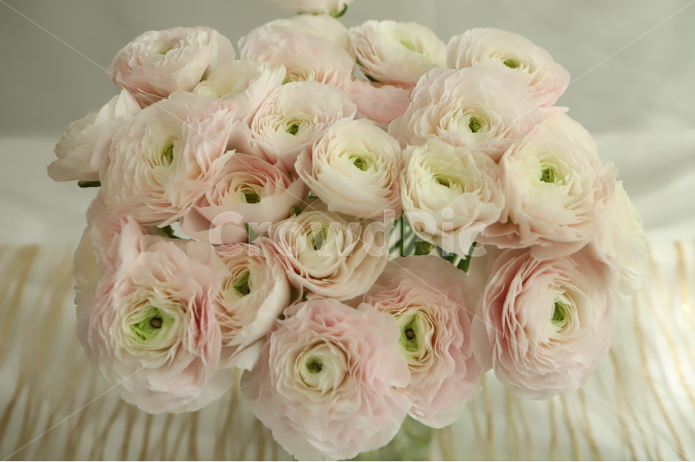 plant,식물,flower,꽃,blossom,flowerarrangement,feeling,sensible,자연,색감,색깔,색채,시즌,nature,감성사진,따뜻한,힐링,감성,배경,계절,만개,봄,근접,라넌큘러스,ranunculus,하노이,웨딩꽃,봄의여왕,꽃,flower
