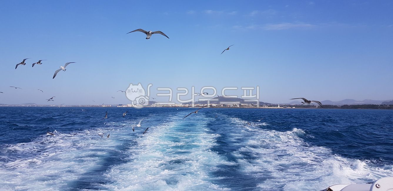 갈매기,바다,포말,파도,거품,새,자연,섬,하늘,animal,동물,bird,nature,outdoors,옥외,sea,water,물