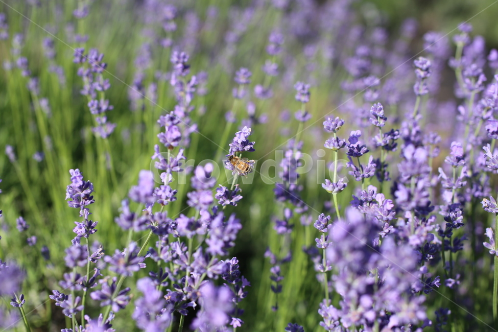 라벤다,라벤더,자연,식물,plant,식물,자연,plants,nature,꽃,flower