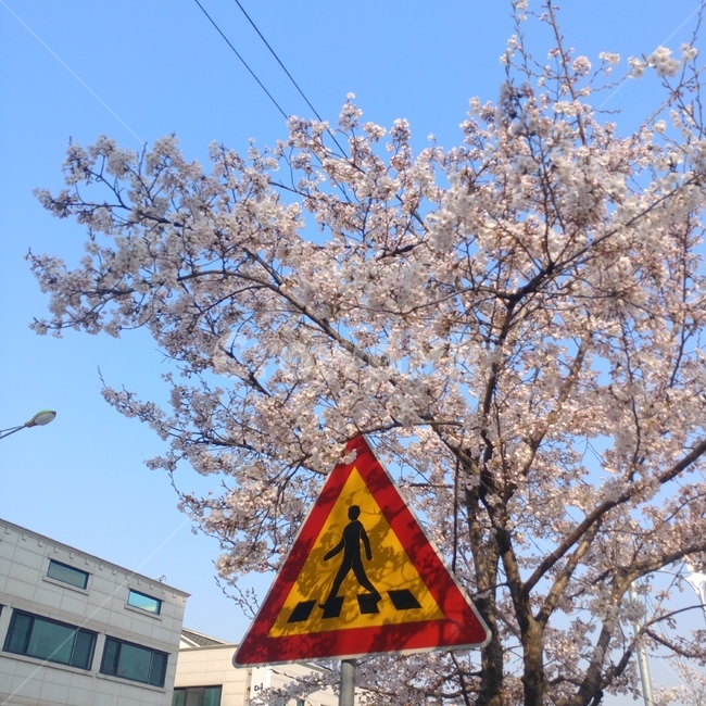 봄,벚꽃,표지판,사계,감성,봄,계절,spring,season