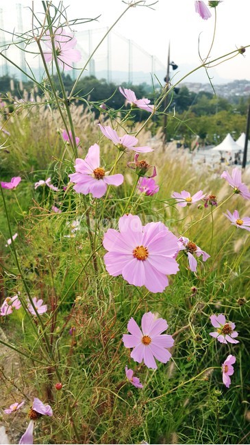 꽃,코스모스,감성사진,분홍색,가을,flower,cosmos,가을,계절,fall,autumn,season,식물,자연,plants,nature,꽃,flower,blossom,geranium,제라늄,plant