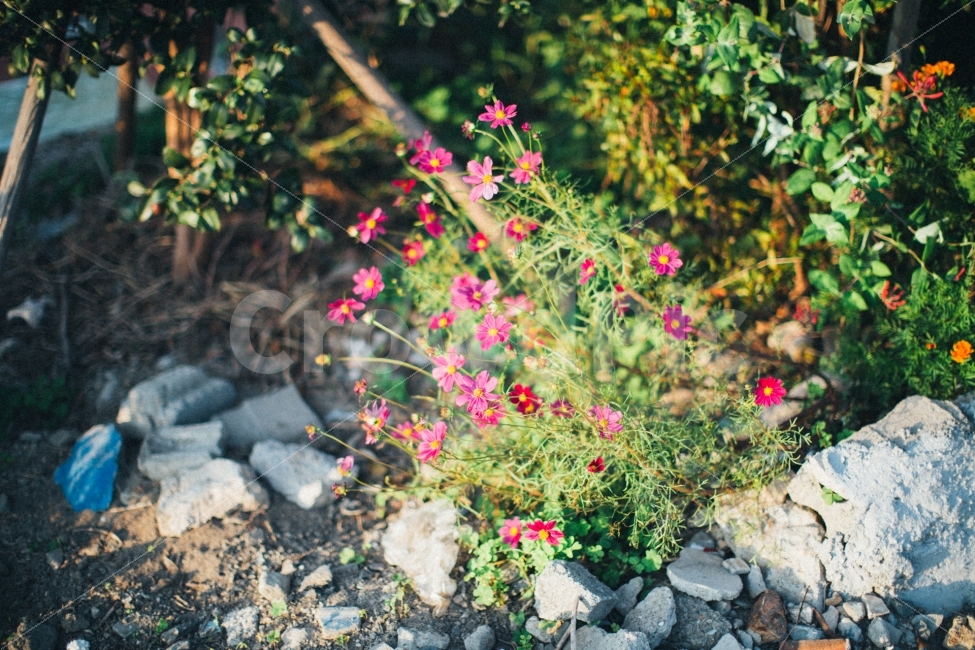 감성,스냅,코스모스,햇살,노을,꽃,식물,자연,plants,nature,꽃,flower,휴식,힐링,rest,relaxation,healing,감성,sensible,feeling