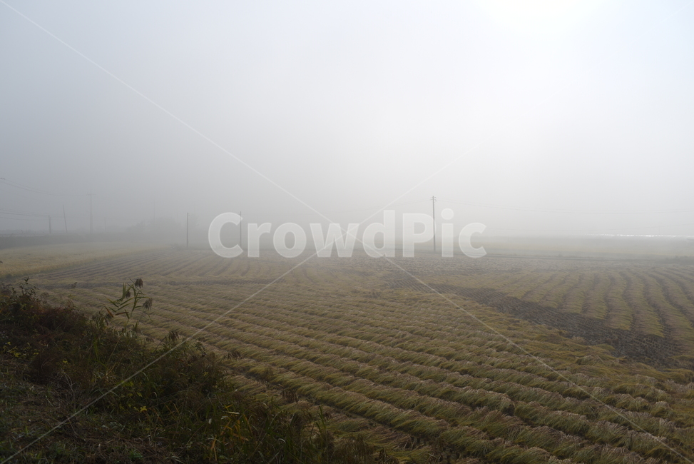 안개,outdoors,nature,자연,fog,mist,농촌,논,풍경,가을,자연,풍경,nature,landscape