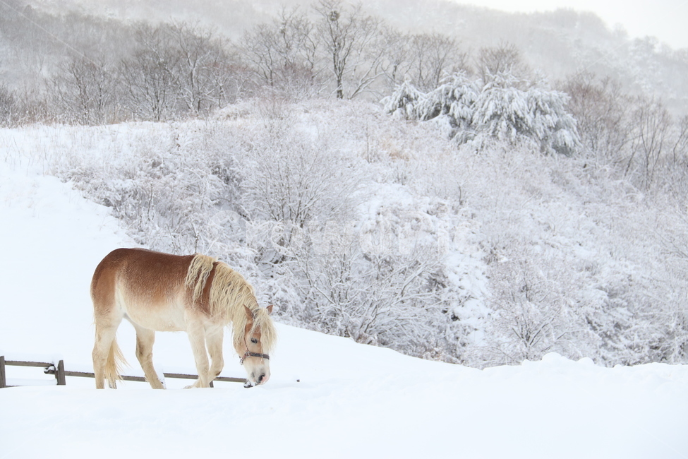 눈,겨울,자연,말,winter,snow,목장,강원도,나무,들판,고요,쓸쓸,황량,산,겨울,계절,winter,season,동물,animal,포유류,mammal