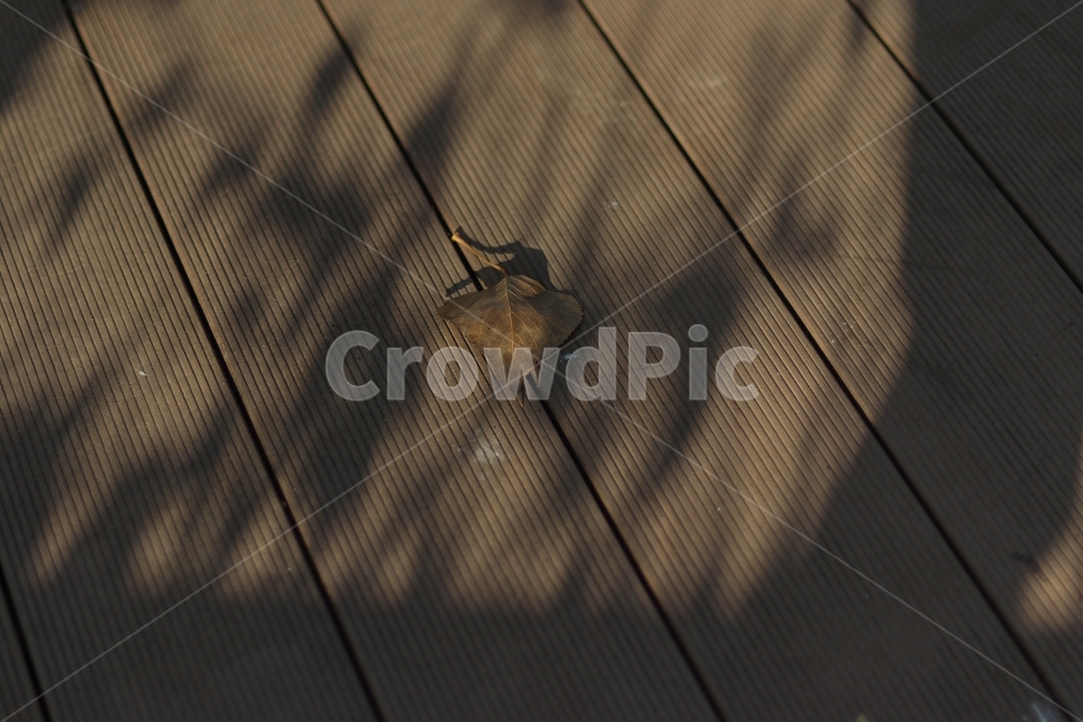 가을,낙엽,fall,leaves,autumn,leaf,나무,외로움,쓸쓸한,홀로,고독함,그림자,shadow,tree,감성,감성사진,가을,계절,fall,autumn,season,식물,자연,plants,nature,wood