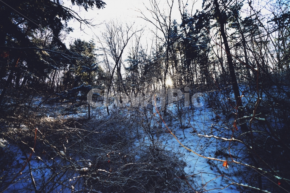 나무가지,빛갈라짐,햇볕,눈밭,외로움,겨울,계절,winter,season,자연,풍경,nature,landscape,tree,나무,plant,식물,outdoors,옥외,land,땅