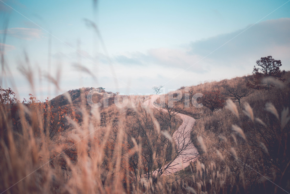 nature,outdoors,옥외,자연,억새,자연,풍경,nature,landscape