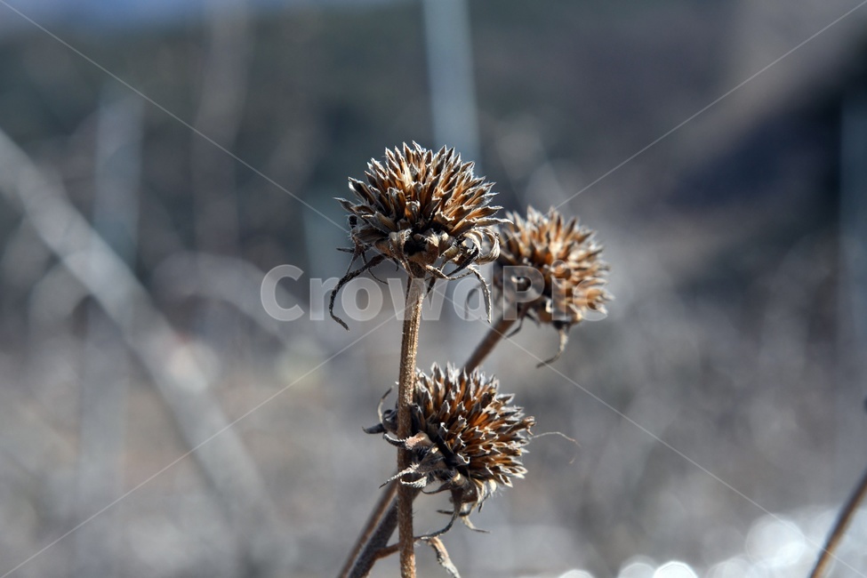 열매사진식물결실씨앗도감planttreenature자연생태겨울계절나무목본학습자료study덩굴으아리속winterseasonplants,열매,사진,씨앗,자연,생태,겨울,계절나무,도감,식물,자연,plants,nature
