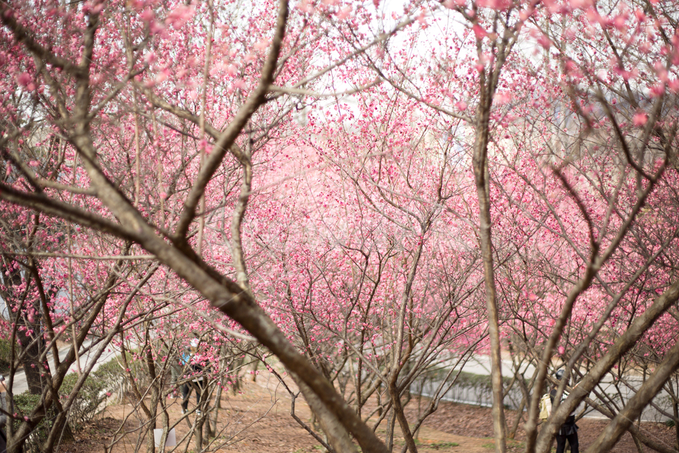 홍매화,중외공원,매화,매화꽃,봄꽃,분홍꽃,봄,계절,spring,season,식물,자연,plants,nature,나무,trees,wood,plant,blossom,꽃,flower