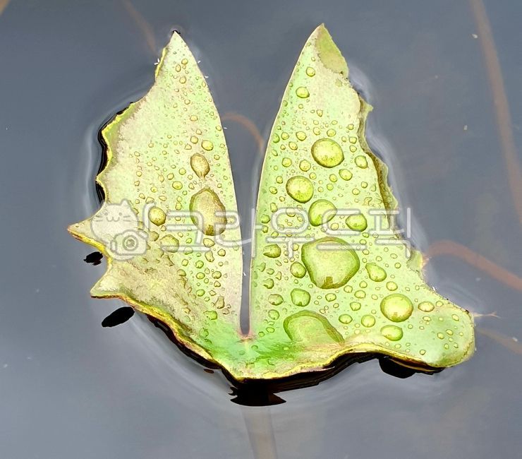 water drop,lotus leaf,Dew,leaf