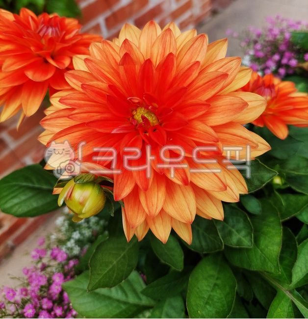 달리아,디알리아,컬러꽃,감성,식물,자연,flower,꽃,petal,꽃잎,nature,배경화면,leaf,잎,green,녹색