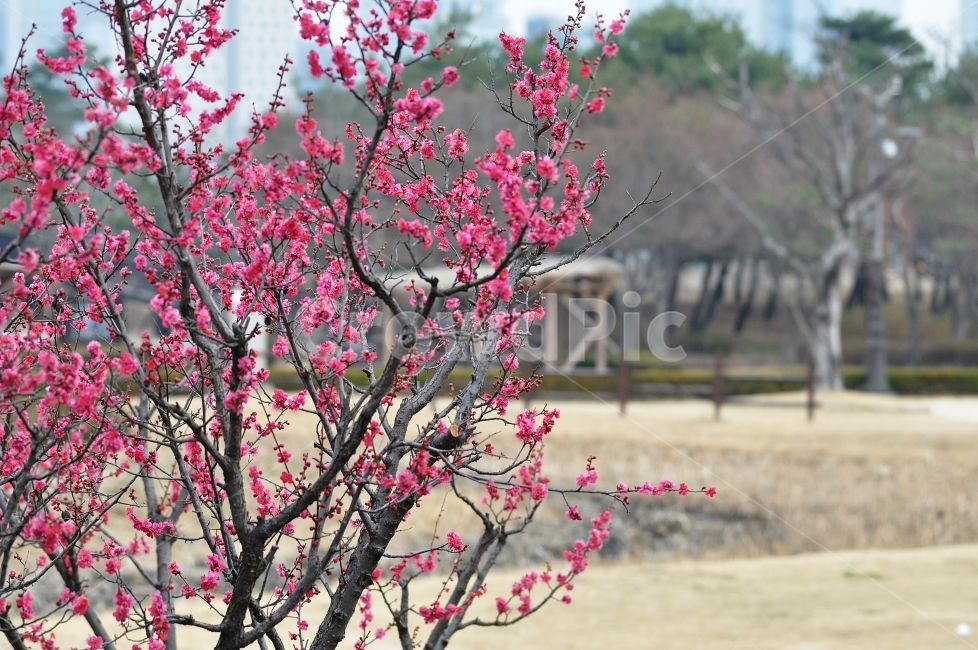 꽃,꽃사진,홍매화,매화,풍경,봄,계절,spring,season,식물,자연,plants,nature,꽃,flower,plant,blossom