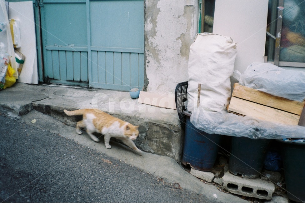고양이,골목길,동물,길고양이,동네,동물,animal,포유류,mammal,고양이,cat,kitten,kitty