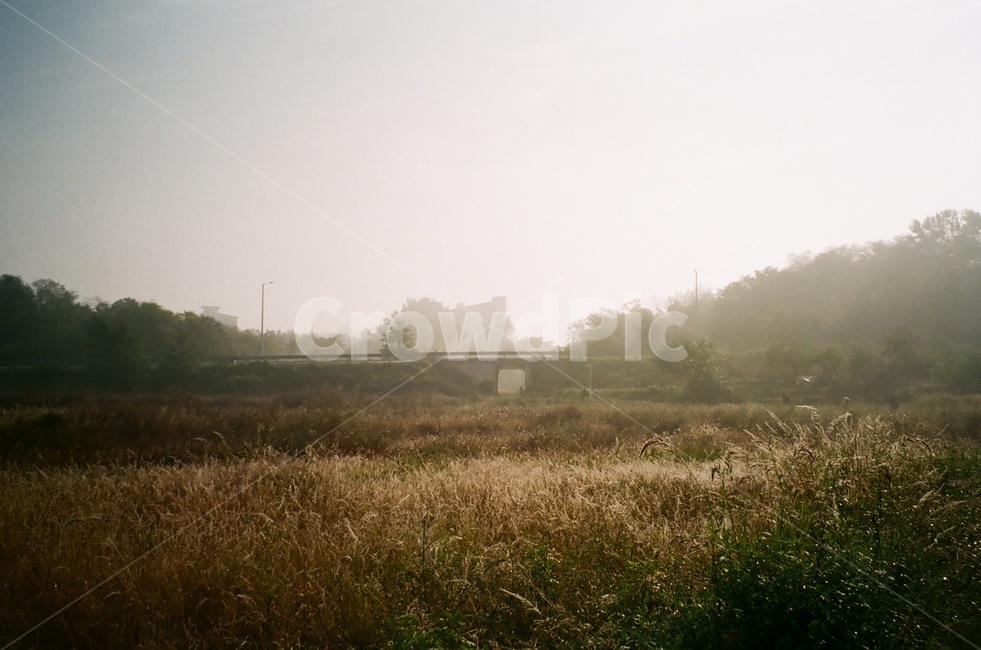 안개,나무,자연,새벽,필름사진,자연,풍경,nature,landscape,weather,날씨,outdoors,옥외