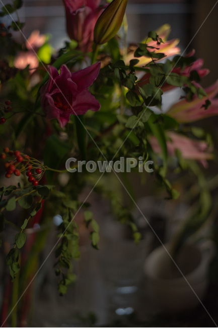 꽃,햇살,그린,식물,카페,식물,자연,plants,nature,꽃,flower