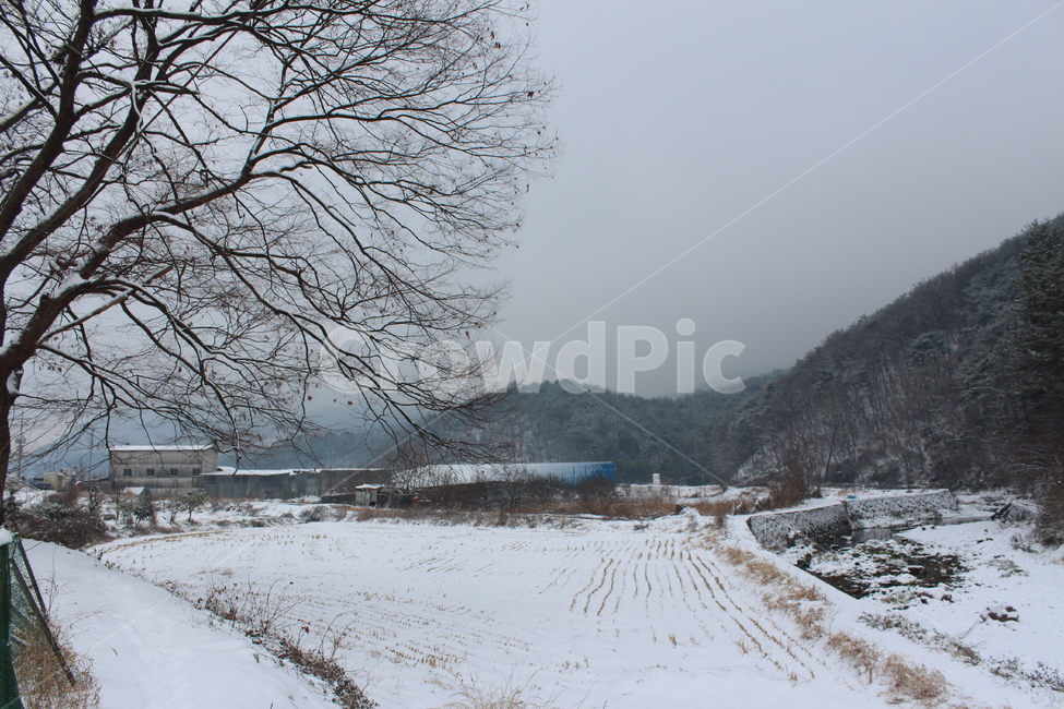 겨울,겨울풍경,눈,분위기,snow,겨울아침,시골풍경,한겨울,snowing,풍경,자연,landscape,계절,색감