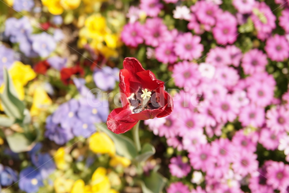 꽃,식물자연,plants,색깔,색상,색채,color,sense,flower,식물,꽃밭,가든,감성,접사