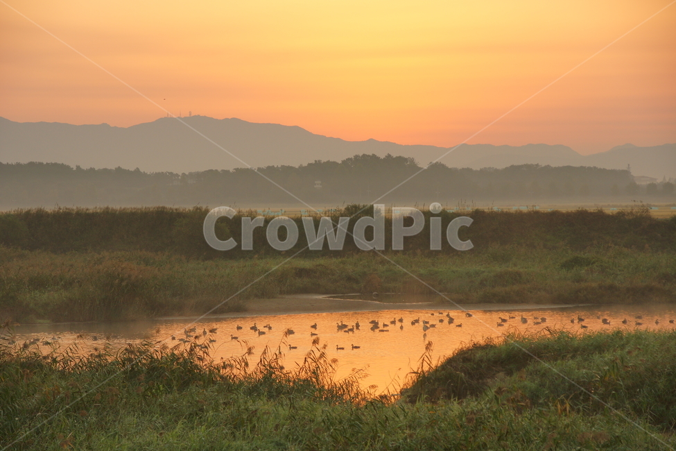 nature,자연,강,일출,풍경,철새,자연,풍경,nature,landscape
