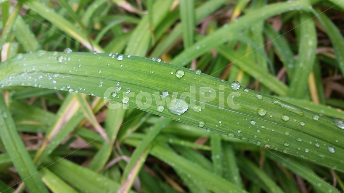 이슬,아침,물방울,공원,풀잎,식물,자연,plants,nature
