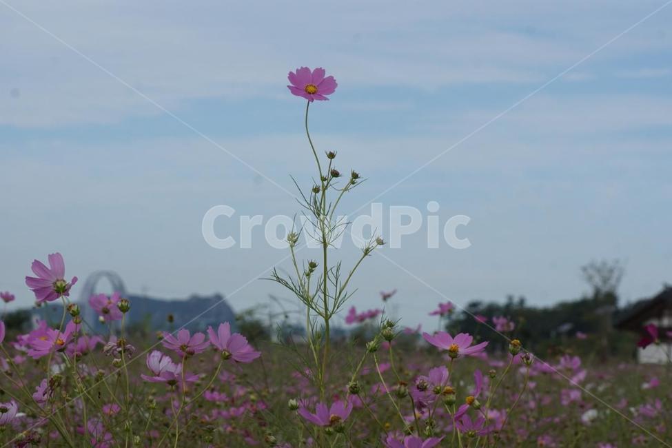 가을,코스모스,꽃,식물,자연,계절,붉은색,핑크,순수,감성,cosmos,red,pink,fall,nature,autumn,green,white,하늘,구름,sky,가을,계절,fall,autumn,season,식물,자연,plants,nature,꽃,flower,geranium,제라늄,blossom,plant