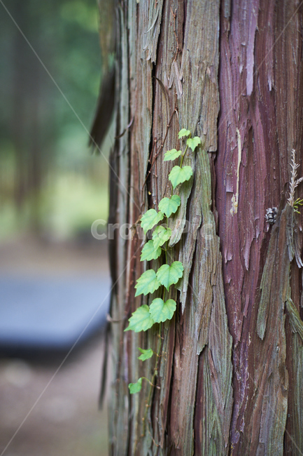 여름,나무,잎,이파리,덩쿨식물,초록색,식물,자연,plants,nature
