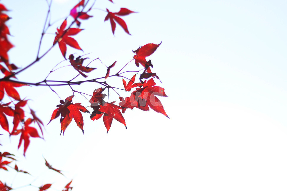 단풍,단풍나무,가을,fall,맑은하늘,하늘,구름없음,맑음,단풍잎,잎,가을,계절,fall,autumn,season,leaf,plant,식물,tree,나무