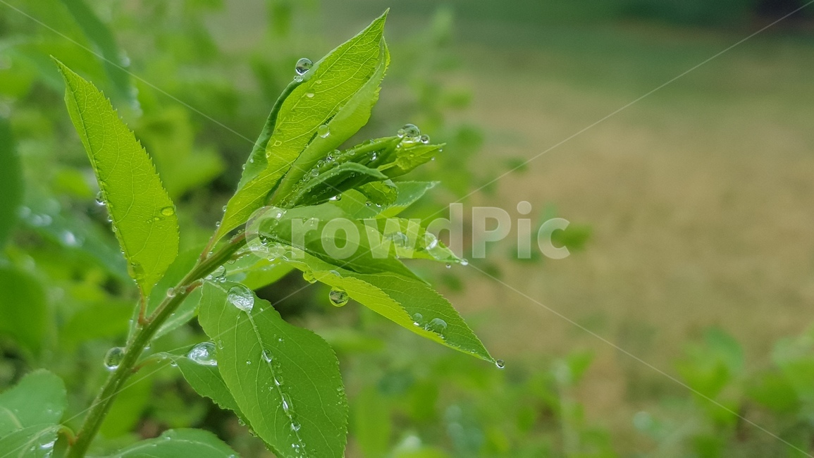 잎,plant,식물,자연,natual,green,초록색,이슬,dew,촉촉함,물방울,식물,자연,plants,nature
