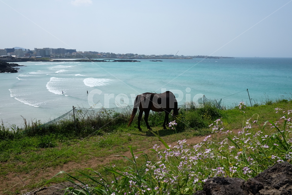 제주도,함덕해수욕장,말,함덕서우봉,델문도,자연,풍경,nature,landscape,한국자연풍경,한국자연경관,korea nature landscape,제주도,jeju,jeju island,동물,animal,포유류,mammal,산업,industry,industrial,목축업,목장,livestock farming,ranching,pasture,outdoors,옥외,horse