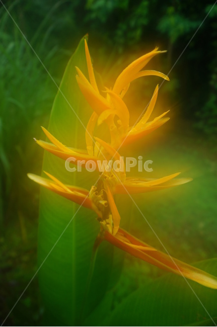 꽃,괌꽃,열대,노란꽃,미국꽃,식물,자연,plants,nature,꽃,flower