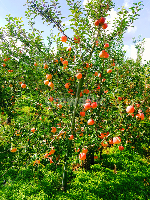 사과,나무,사과나무,과일,녹색,apple,열매