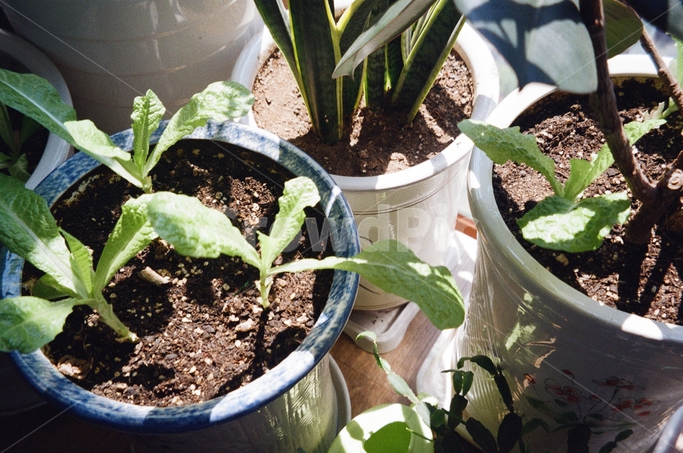 화분,식물,plant,green,가드닝,산세베리아,녹색,햇빛
