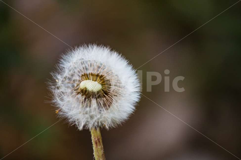풍경,꽃,민들래,꽃씨,바람,식물,자연,plants,nature,꽃,flower