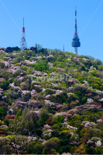 spire,첨탑,architecture,건축물,뾰족한탑,steeple,탑,tower,building,건물,남산,남산타워,가을,단풍,물들다,초록,afkn,송신,수신,송수신,신호,자연광,빛,순광,역광,그림자,울긋불긋,산,매봉산,정상,피란하늘