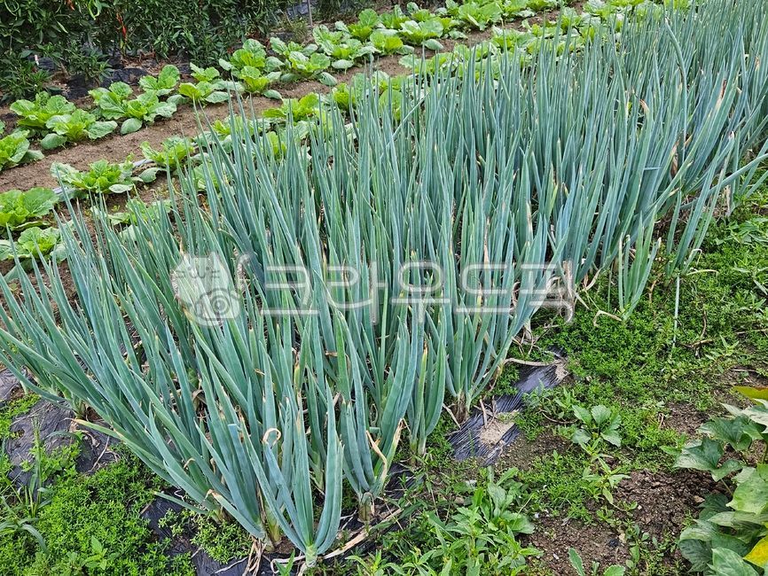 파,대파,채소밭,밭,식물,농작물,시골,농촌,식재료,자연,welshonion,vegetable,farm,field