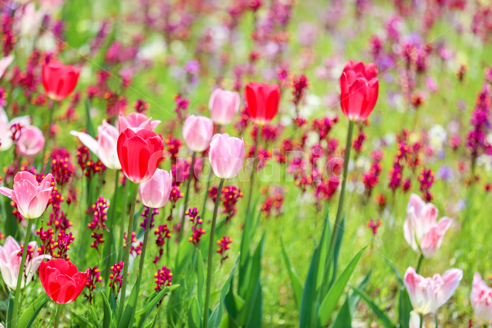 식물,봄꽃,튜울립,튤립,꽃밭,꽃,정원,빨강,빨간꽃,핑크,녹색,자연,배경,tulip,flower,garden,plants,red,pink,green,color,springtime,봄,계절,spring,season,식물,자연,plants,nature,꽃,flower,plant,blossom
