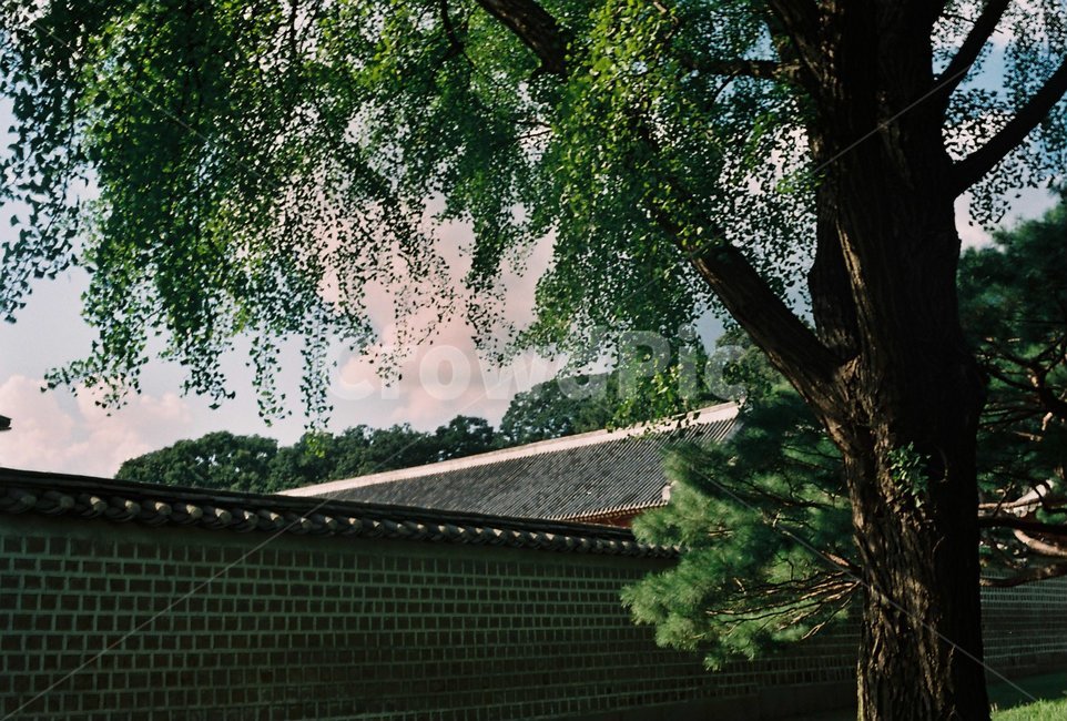 식물,나무,tree,plant,소나무,건출물