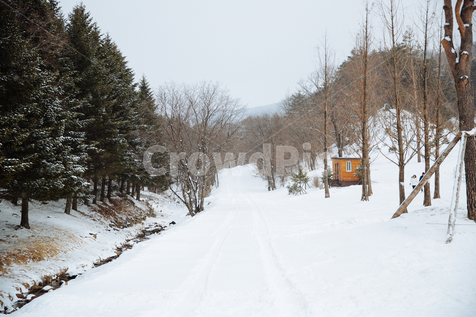 겨울,눈,풍경,감성,스냅,겨울,계절,winter,season,자연,풍경,nature,landscape,tree,나무,fir,전나무,plant,식물