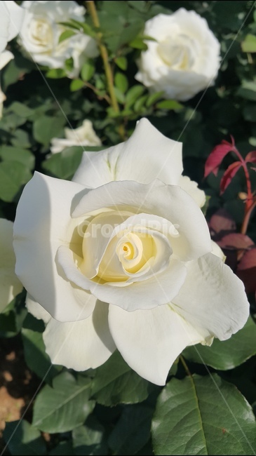 흰색장미,장미향기,장미축제,꽃향기,장미공원,식물,자연,plants,nature,꽃,flower