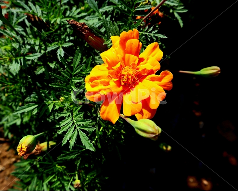 노랑,꽃,한송이,plant,식물,flower,blossom,식물,자연,plants,nature,꽃,flower