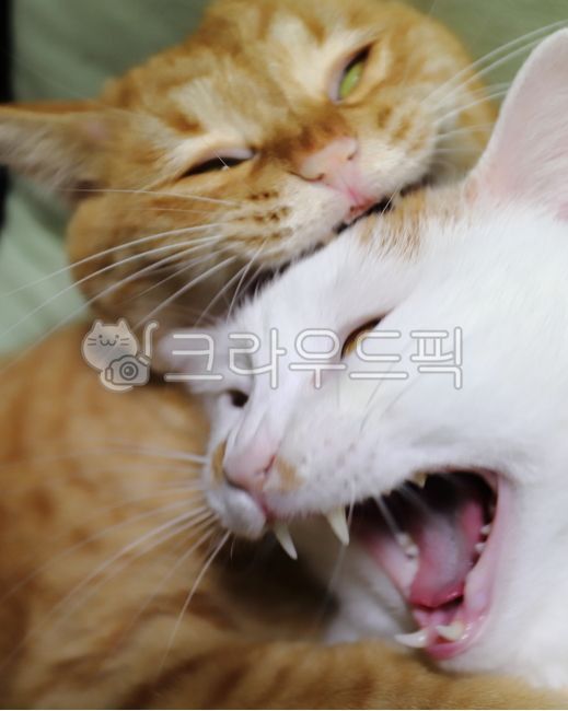 싸움,서열,앙,콱,깨물다,포유류,animal,동물,cat,고양이,pet,애완동물,이빨,다툼,냥이,냥아치,아픔