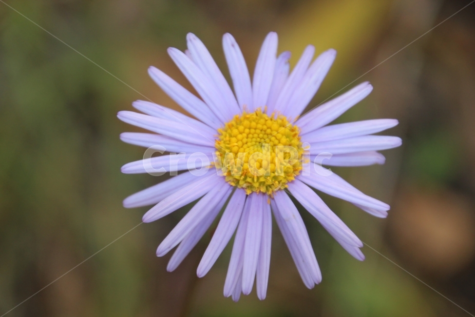 봄,꽃,봄꽃,flower,spring