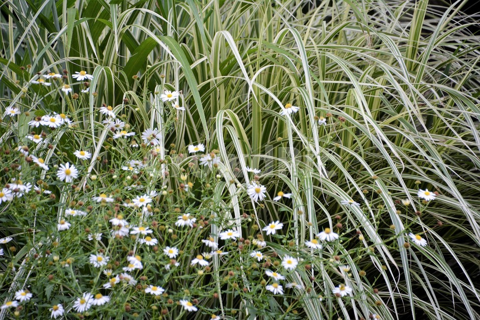 자연,식물,풀,숲,작은꽃,식물,자연,plants,nature,꽃,flower