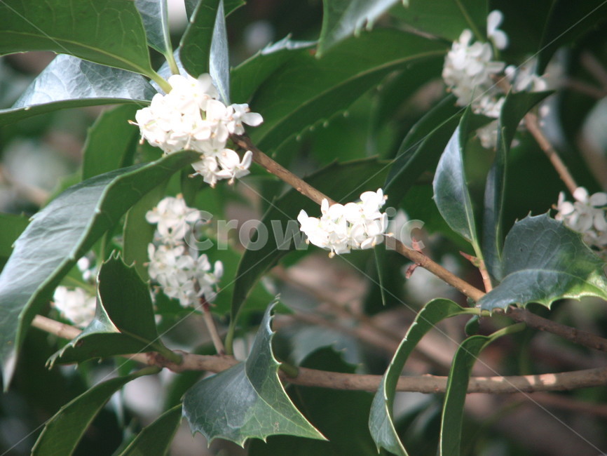flower,식물,plant,floscule,꽃