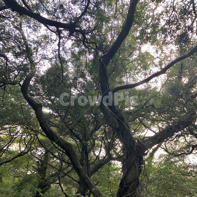 나무,자연,가을,초록,정교한,tree,nature,fall