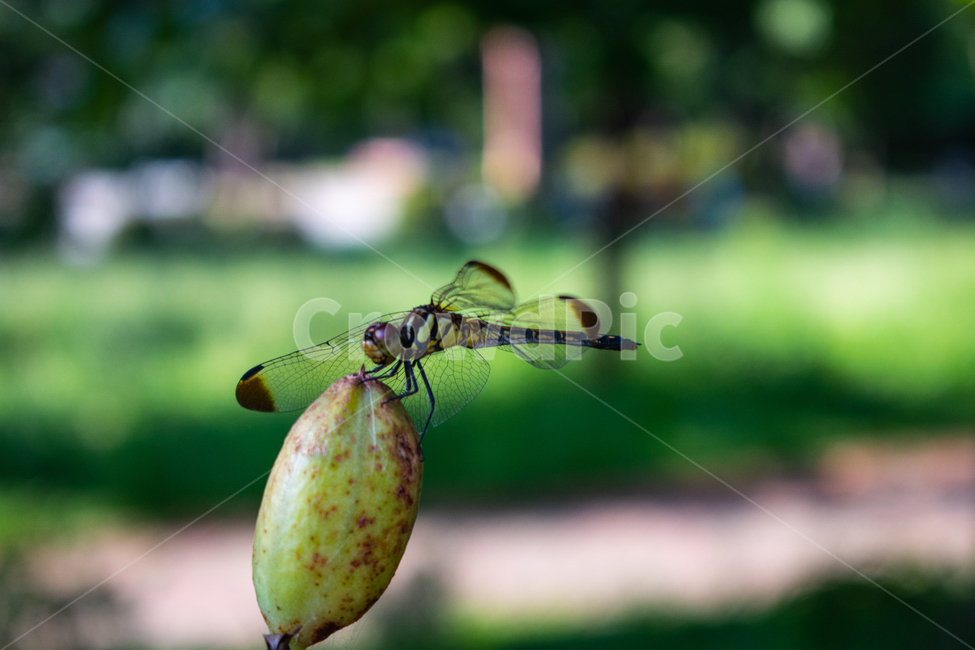 잠자리,dragonfly,드래곤플라이,곤충,휴식,날개,동물,animal,곤충,벌레,insect,bug