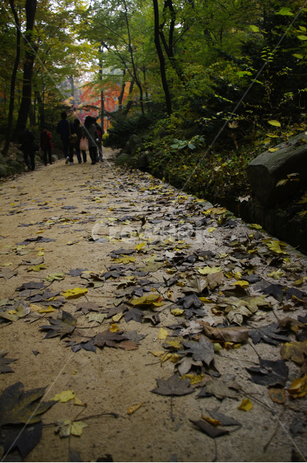 길,가을,fall,나무,식물,plant,단풍,잎,낙엽,가을,계절,fall,autumn,season,자연,풍경,nature,landscape,path,통로,ground,바닥,leaf,walkway,보도,flagstone,판석