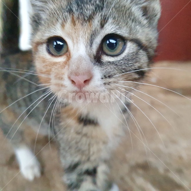 고양이,아기고양이,코숏,귀여움,심쿵