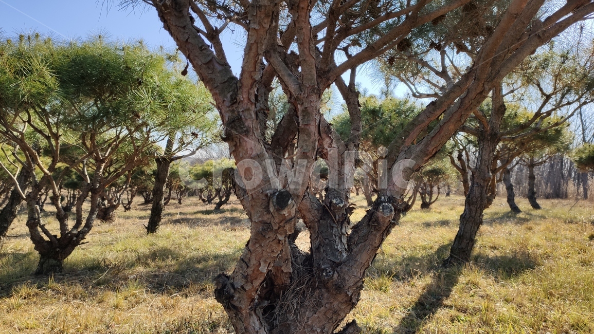 소나무가지,plnebranches,정원수,tree,나무,treetrunk,나무줄기,plant,식물,식물,자연,plants,nature,나무,trees,wood