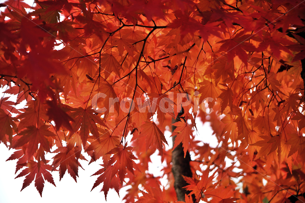 단풍,가을,계절,붉은색,낙엽,자연,단풍나무,가을,계절,fall,autumn,season,plant,식물,leaf,잎,tree,나무,maple