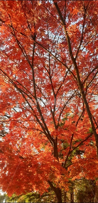 식물,단풍,나무,잎,단풍나무,가을,낙엽,plant,maple,tree,leaf,fall,autumn,koreamaple
